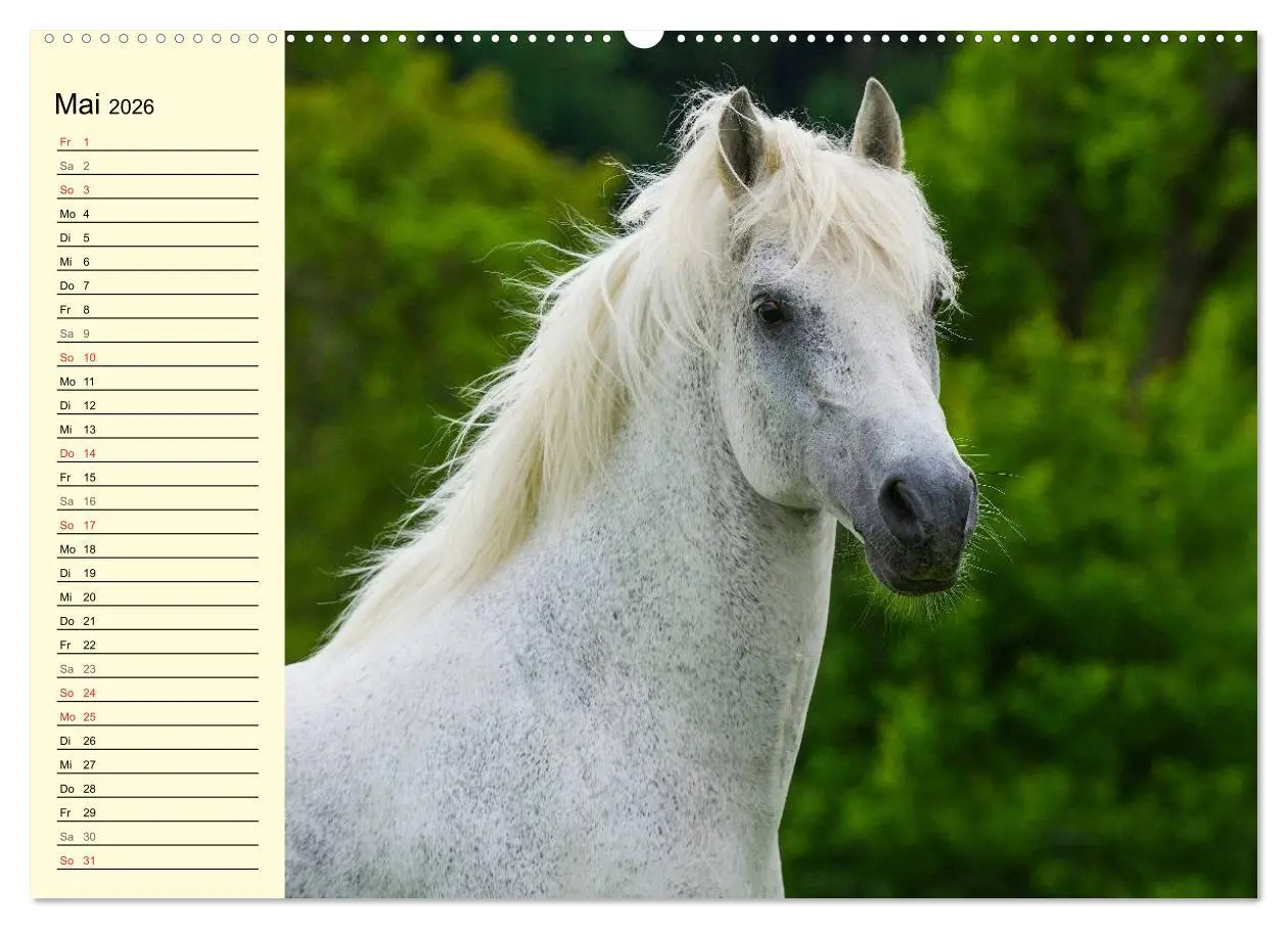 Bild: 9783516007350 | Traumpferd Lipizzaner (Wandkalender 2026 DIN A2 quer), CALVENDO...