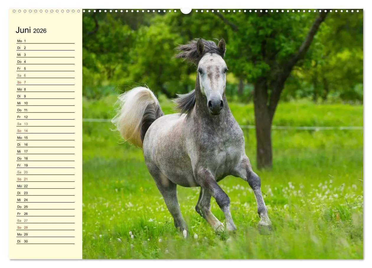 Bild: 9783516007350 | Traumpferd Lipizzaner (Wandkalender 2026 DIN A2 quer), CALVENDO...