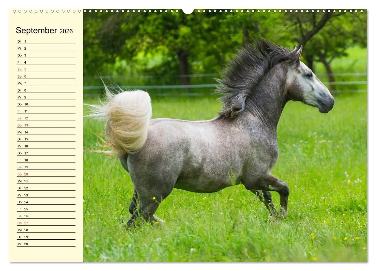 Bild: 9783516007350 | Traumpferd Lipizzaner (Wandkalender 2026 DIN A2 quer), CALVENDO...