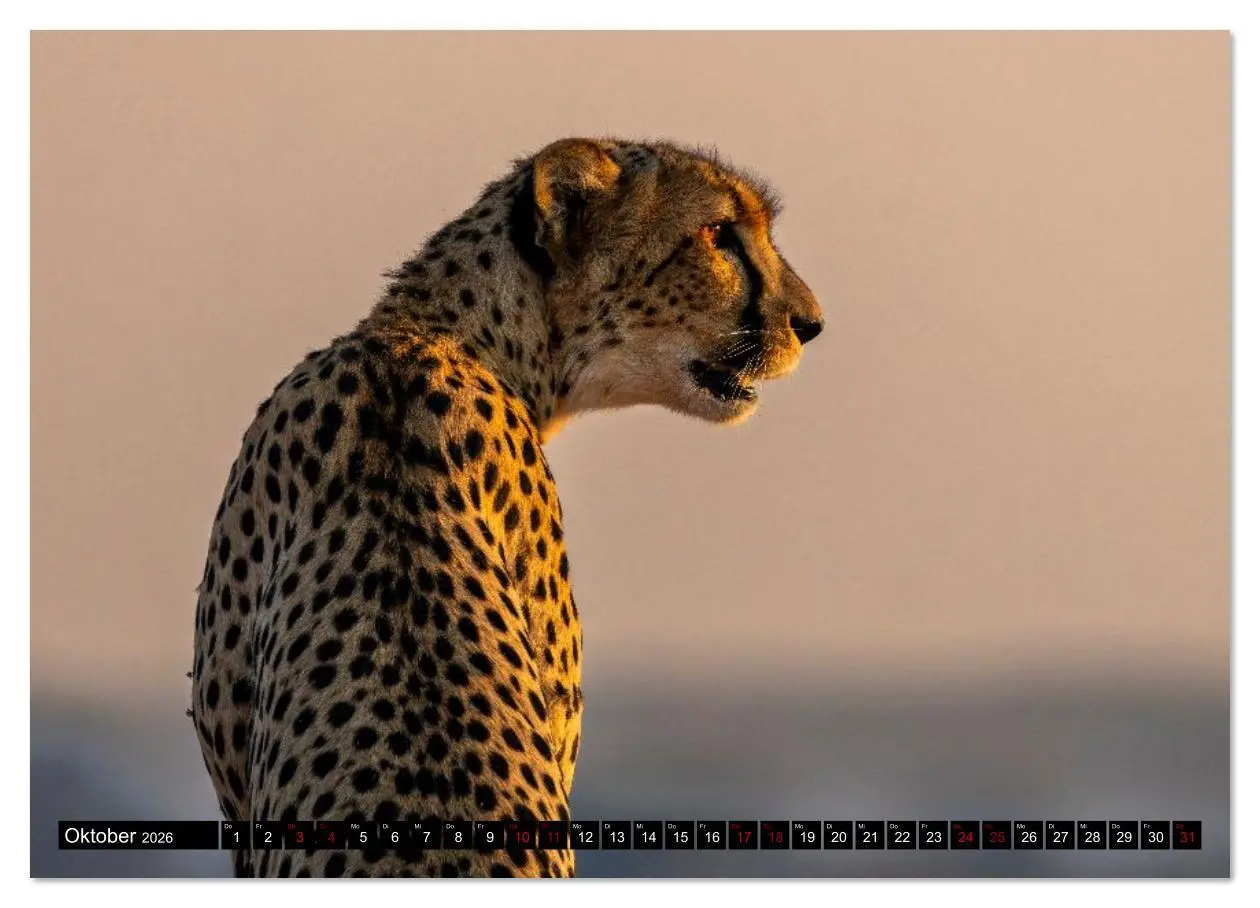 Bild: 9783516627350 | Komm mit auf Safari! Botswana und Südafrika (hochwertiger Premium...