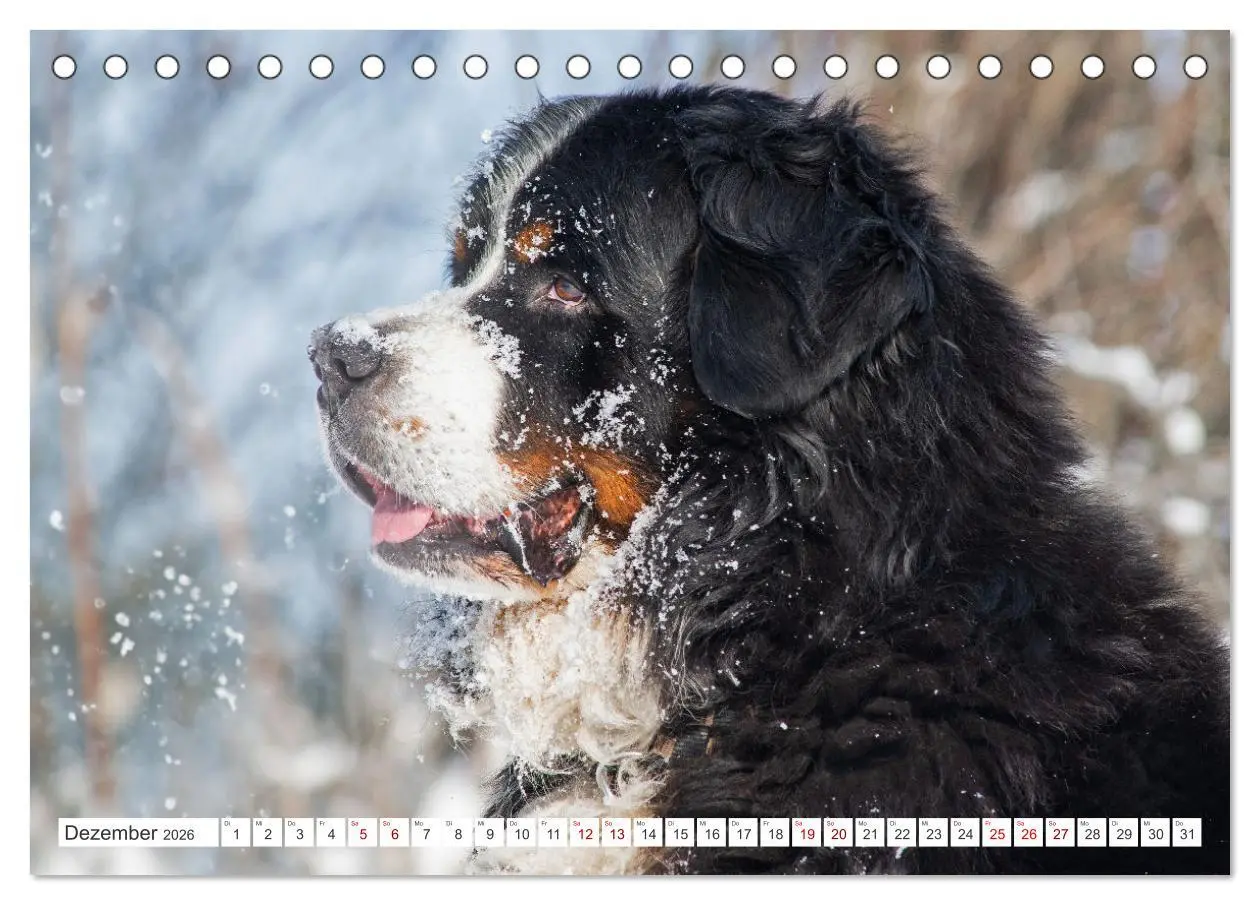 Bild: 9783457387450 | Berner Sennenhund - Der beste Freund fürs Leben (Tischkalender 2026...