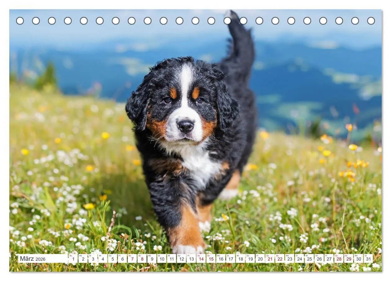 Bild: 9783457387450 | Berner Sennenhund - Der beste Freund fürs Leben (Tischkalender 2026...