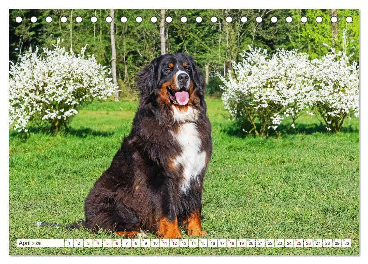 Bild: 9783457387450 | Berner Sennenhund - Der beste Freund fürs Leben (Tischkalender 2026...