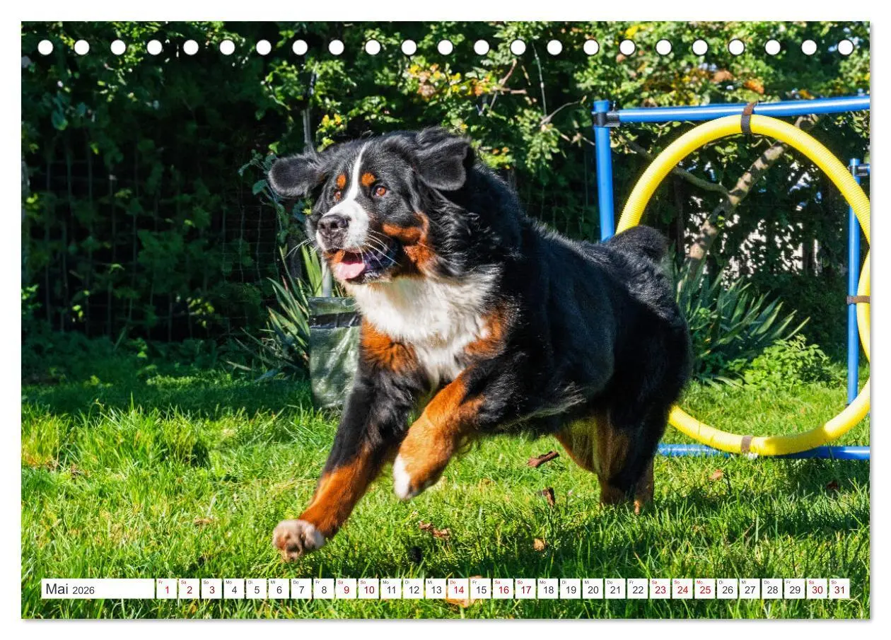 Bild: 9783457387450 | Berner Sennenhund - Der beste Freund fürs Leben (Tischkalender 2026...