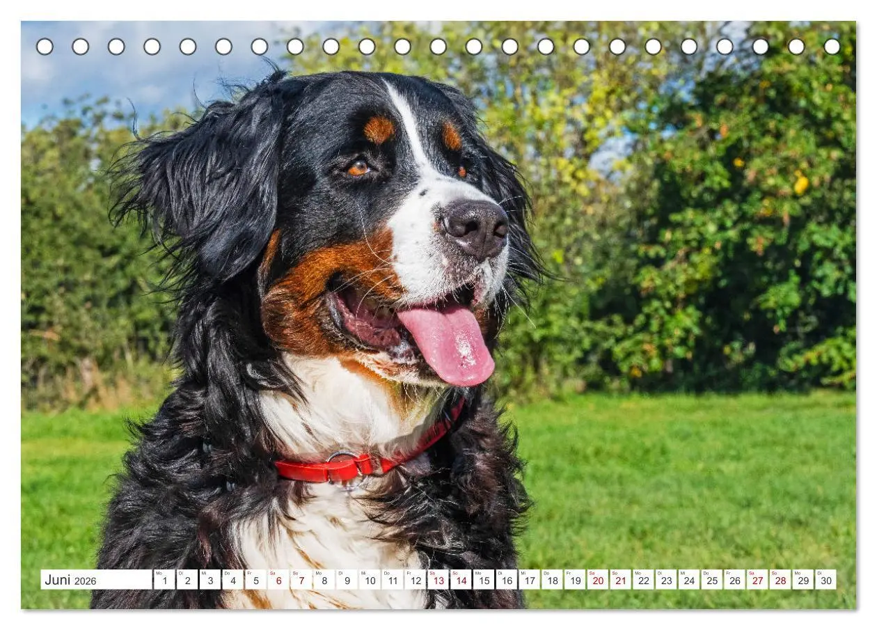 Bild: 9783457387450 | Berner Sennenhund - Der beste Freund fürs Leben (Tischkalender 2026...