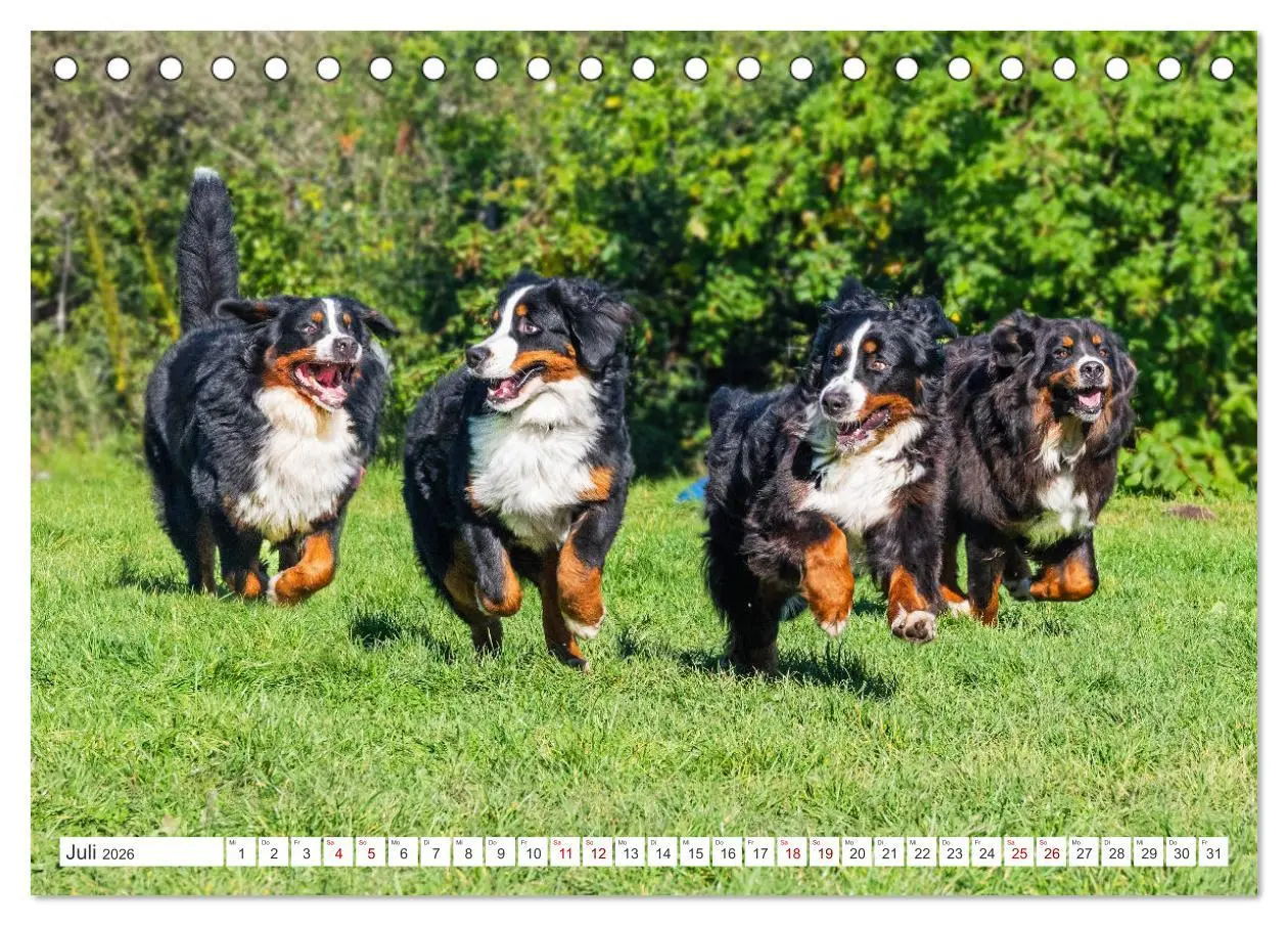 Bild: 9783457387450 | Berner Sennenhund - Der beste Freund fürs Leben (Tischkalender 2026...