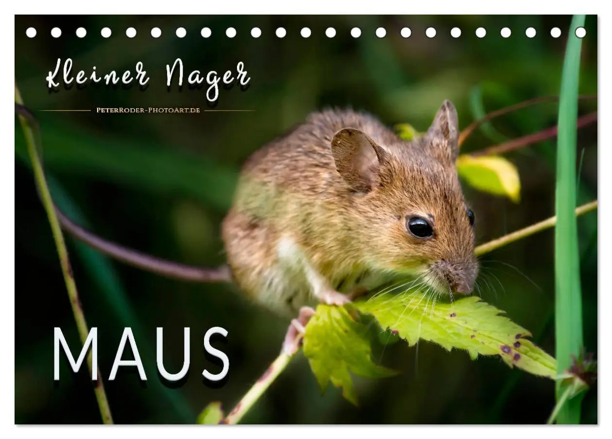 Cover: 9783457837450 | Kleiner Nager - Maus (Tischkalender 2026 DIN A5 quer), CALVENDO...