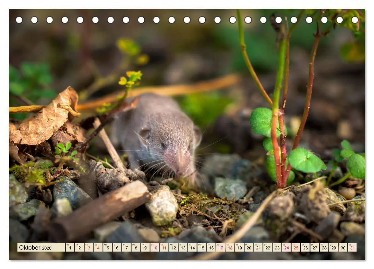 Bild: 9783457837450 | Kleiner Nager - Maus (Tischkalender 2026 DIN A5 quer), CALVENDO...