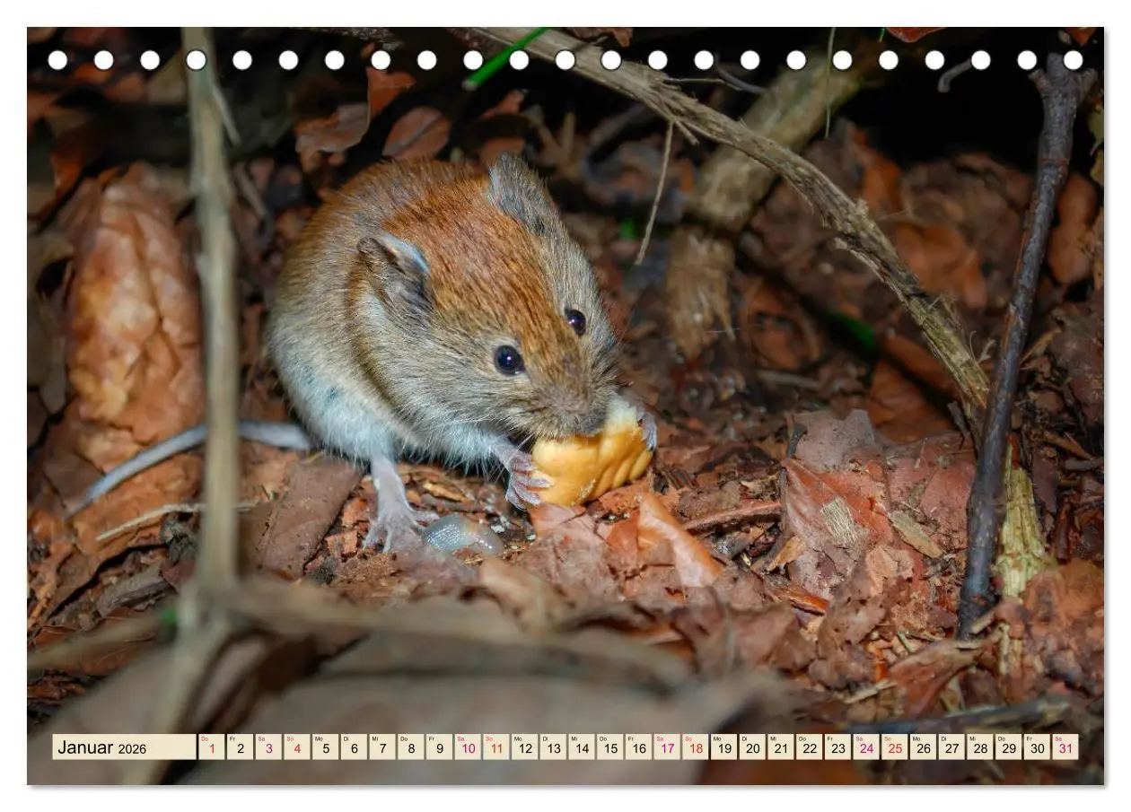 Bild: 9783457837450 | Kleiner Nager - Maus (Tischkalender 2026 DIN A5 quer), CALVENDO...