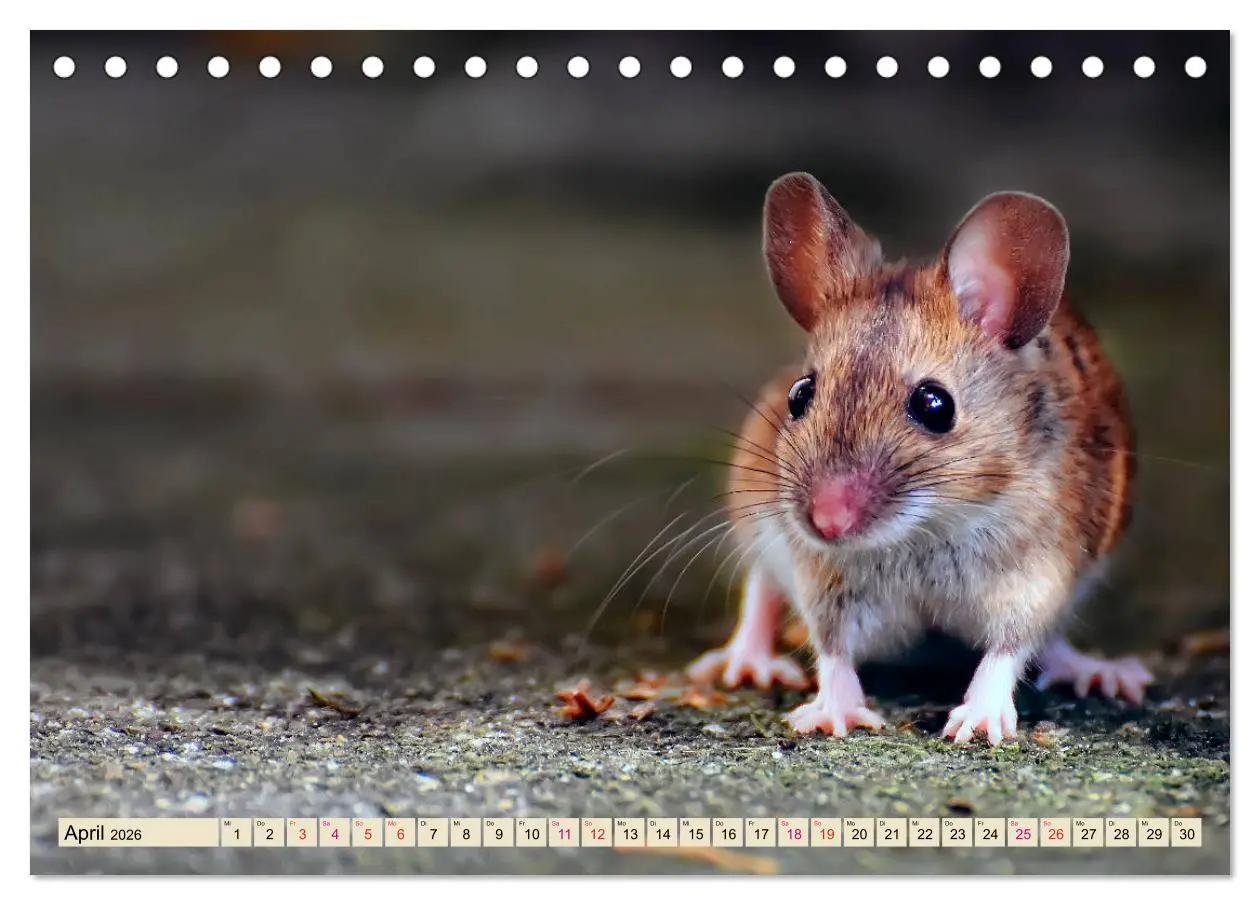Bild: 9783457837450 | Kleiner Nager - Maus (Tischkalender 2026 DIN A5 quer), CALVENDO...