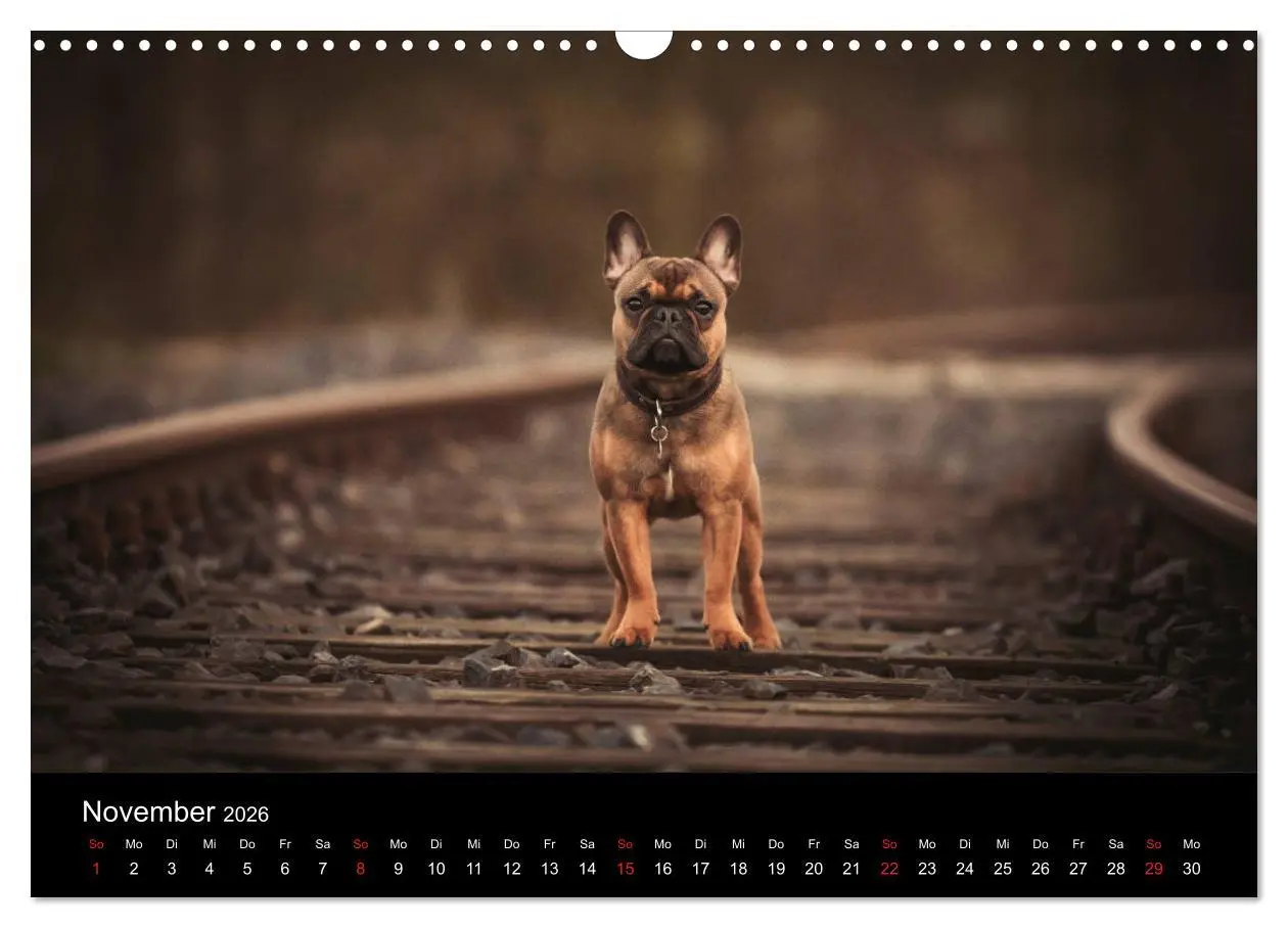 Bild: 9783457817650 | French Bulldog aktiv, verspielt, sportlich (Wandkalender 2026 DIN...