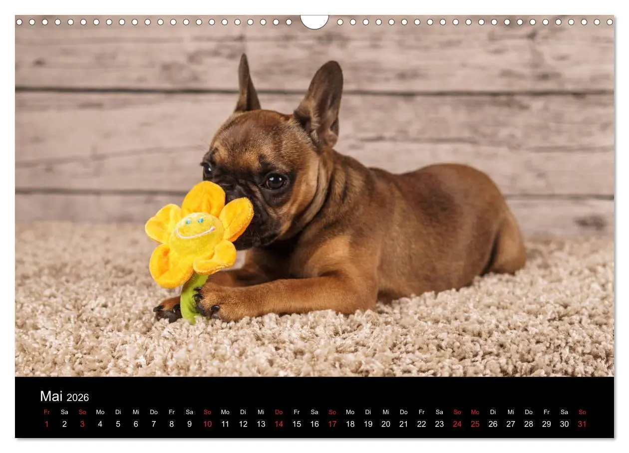 Bild: 9783457817650 | French Bulldog aktiv, verspielt, sportlich (Wandkalender 2026 DIN...