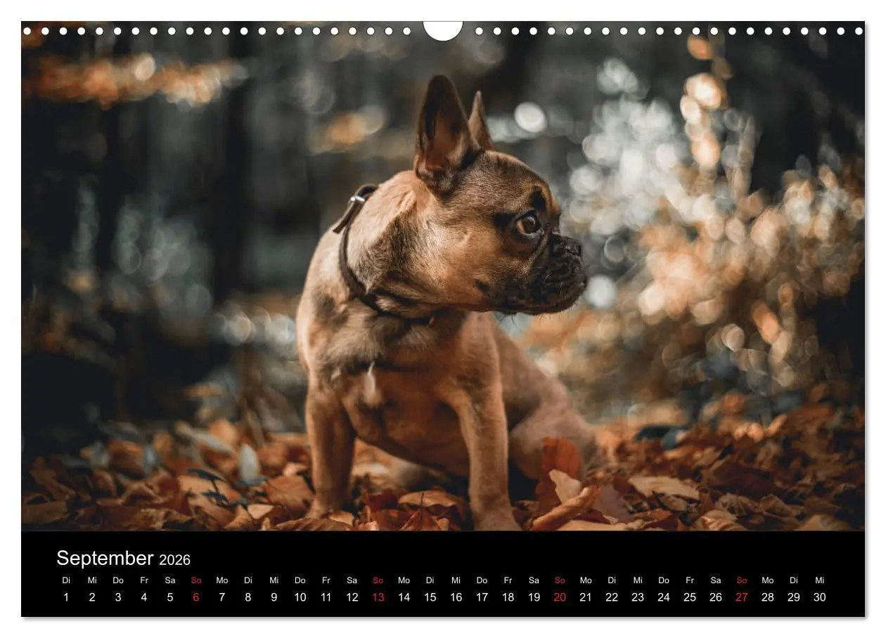 Bild: 9783457817650 | French Bulldog aktiv, verspielt, sportlich (Wandkalender 2026 DIN...