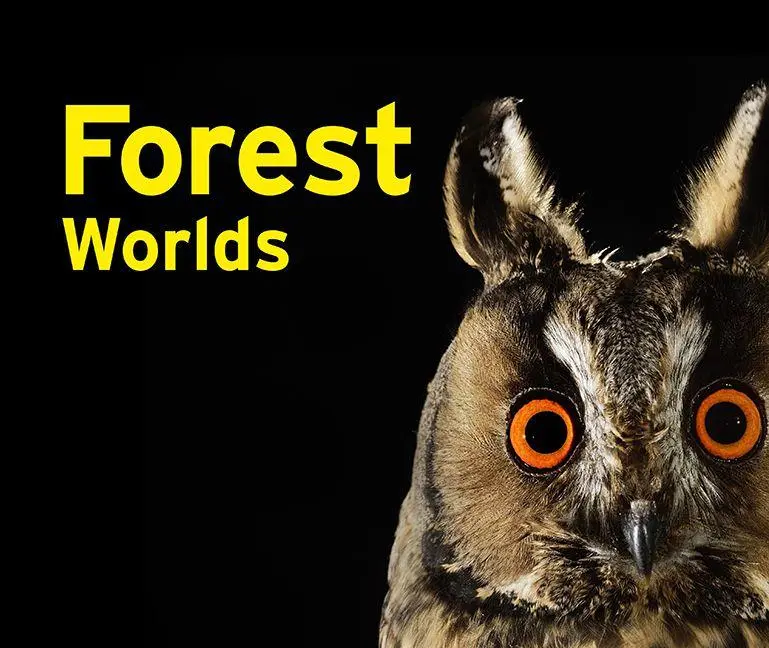 Cover: 9783837527650 | Forest Worlds | Jeanette Schmitz (u. a.) | Buch | 176 S. | Englisch