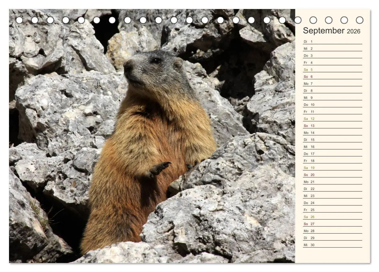 Bild: 9783457977750 | Weltnaturerbe DOLOMITEN (Tischkalender 2026 DIN A5 quer), CALVENDO...