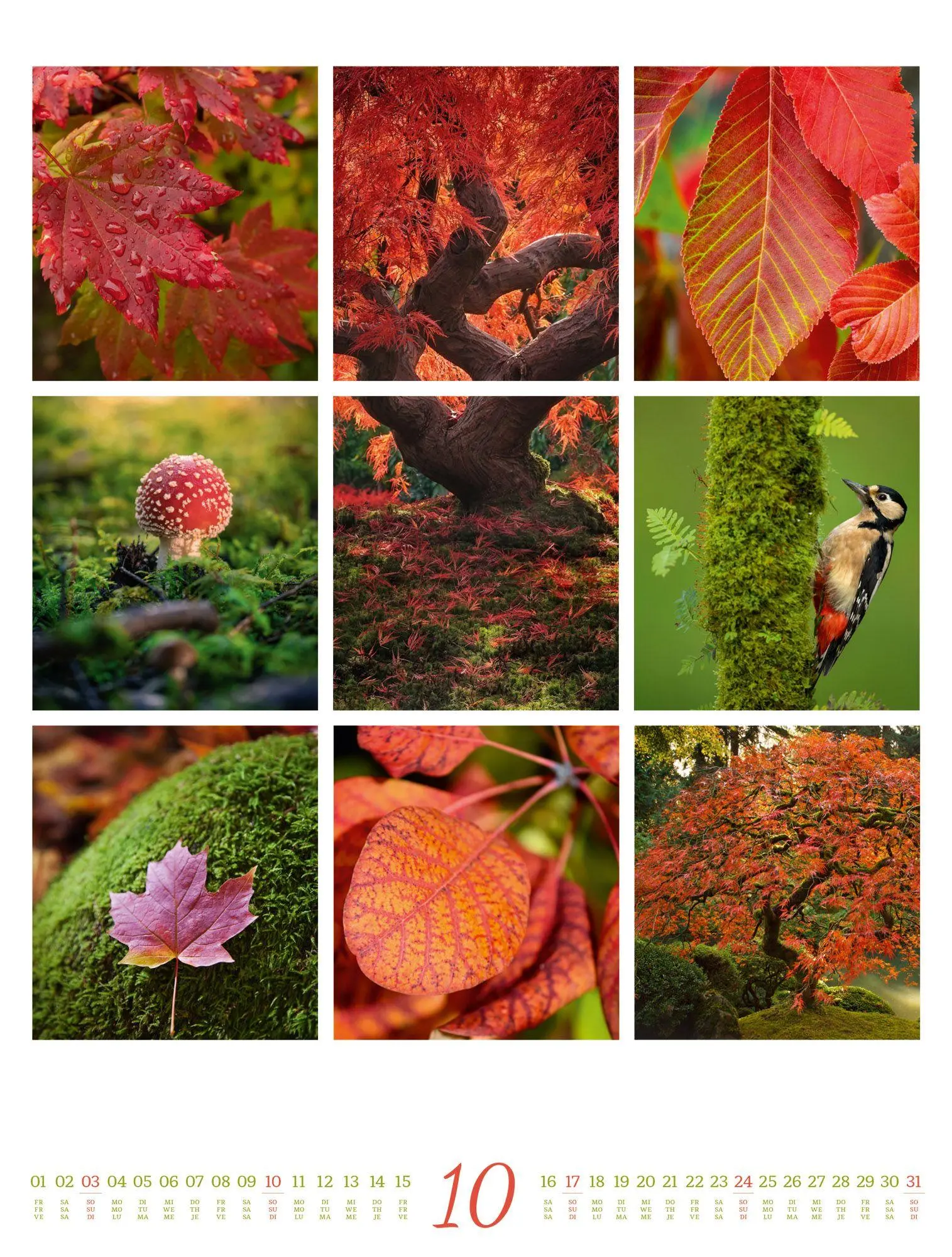 Bild: 9783838427850 | Inspiration Natur Kalender 2027 | Ackermann Kunstverlag GmbH | 14 S.