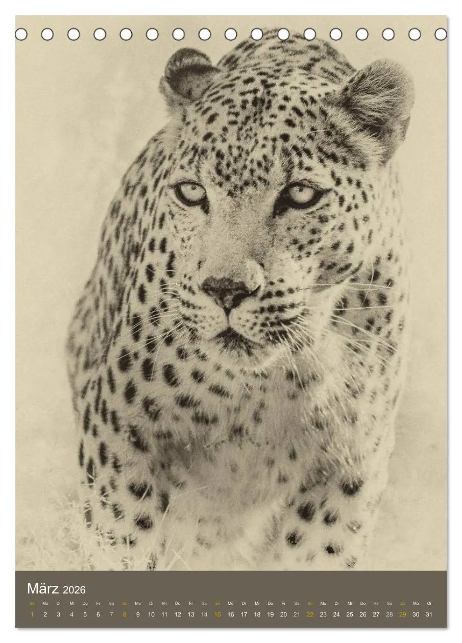 Bild: 9783516427950 | Afrikas Tierwelt - Sepia-Art (Tischkalender 2026 DIN A5 hoch),...