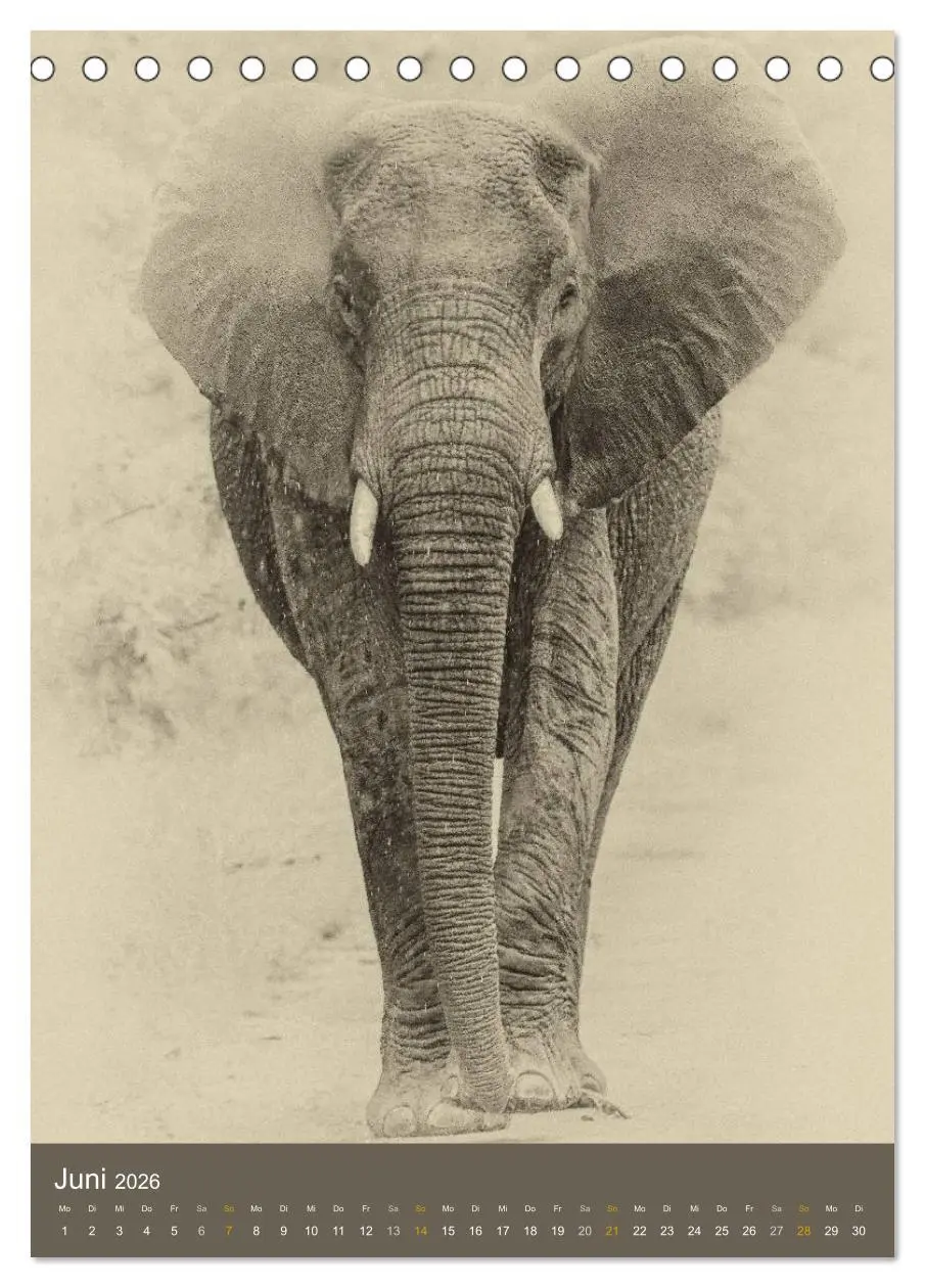 Bild: 9783516427950 | Afrikas Tierwelt - Sepia-Art (Tischkalender 2026 DIN A5 hoch),...