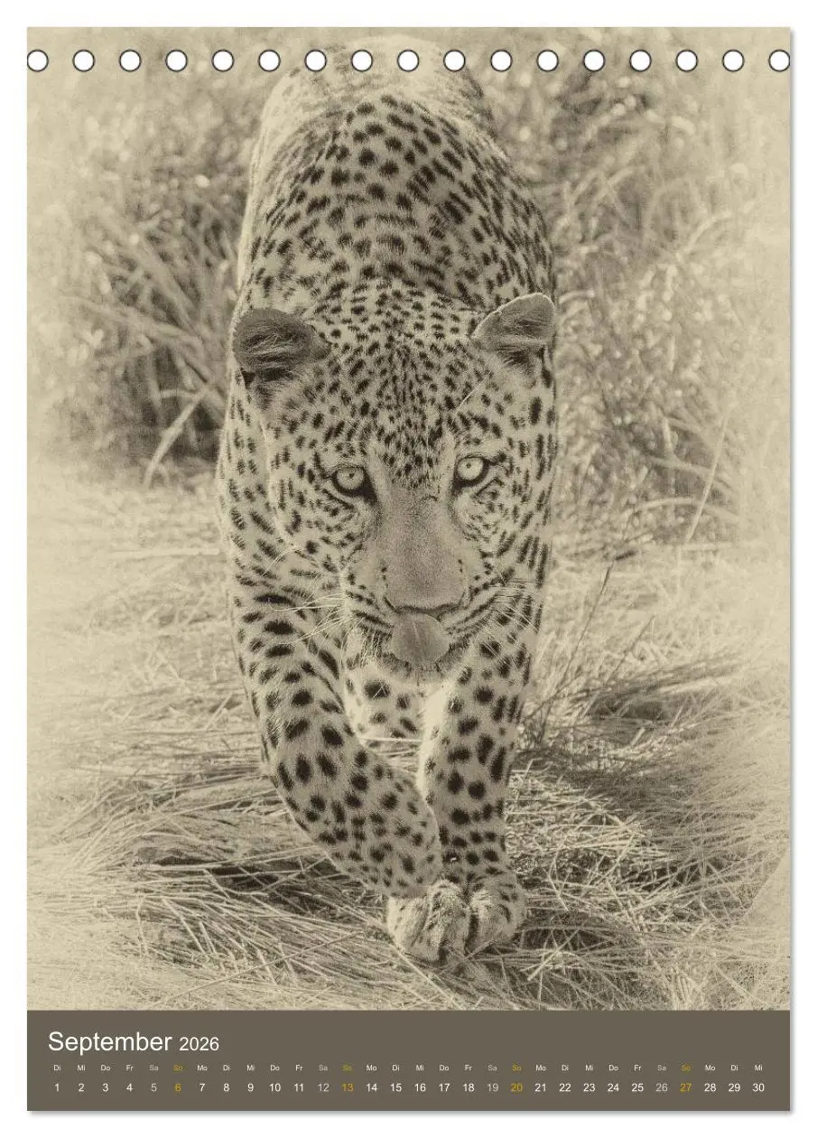 Bild: 9783516427950 | Afrikas Tierwelt - Sepia-Art (Tischkalender 2026 DIN A5 hoch),...