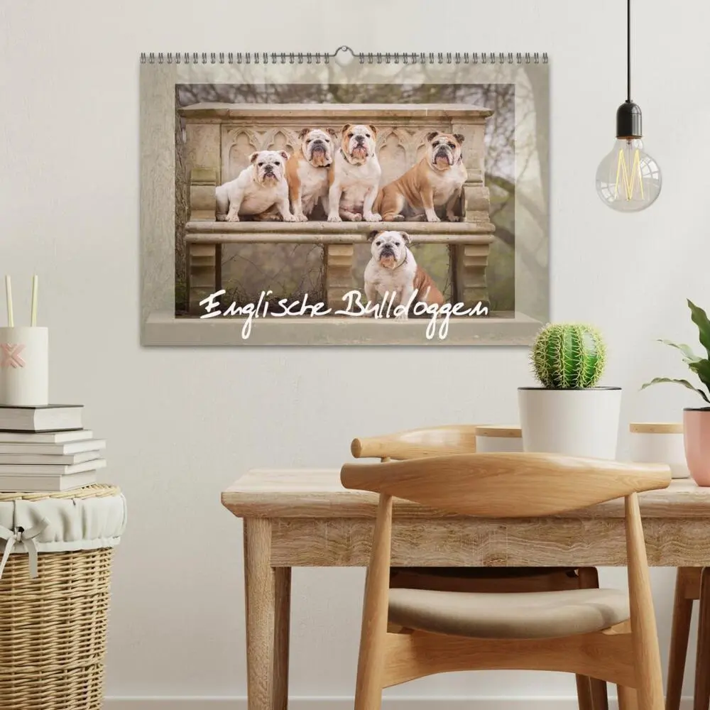 Bild: 9783435448050 | Englische Bulldoggen (Wandkalender 2025 DIN A3 quer), CALVENDO...