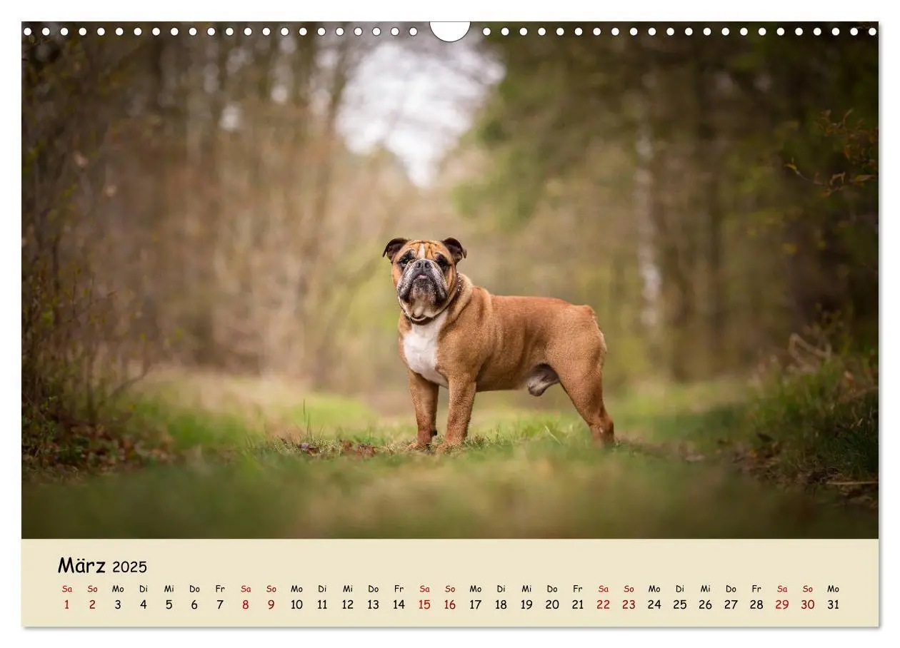 Bild: 9783435448050 | Englische Bulldoggen (Wandkalender 2025 DIN A3 quer), CALVENDO...