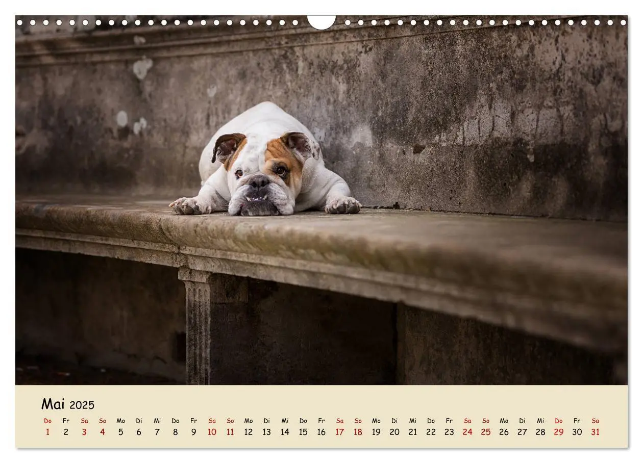 Bild: 9783435448050 | Englische Bulldoggen (Wandkalender 2025 DIN A3 quer), CALVENDO...