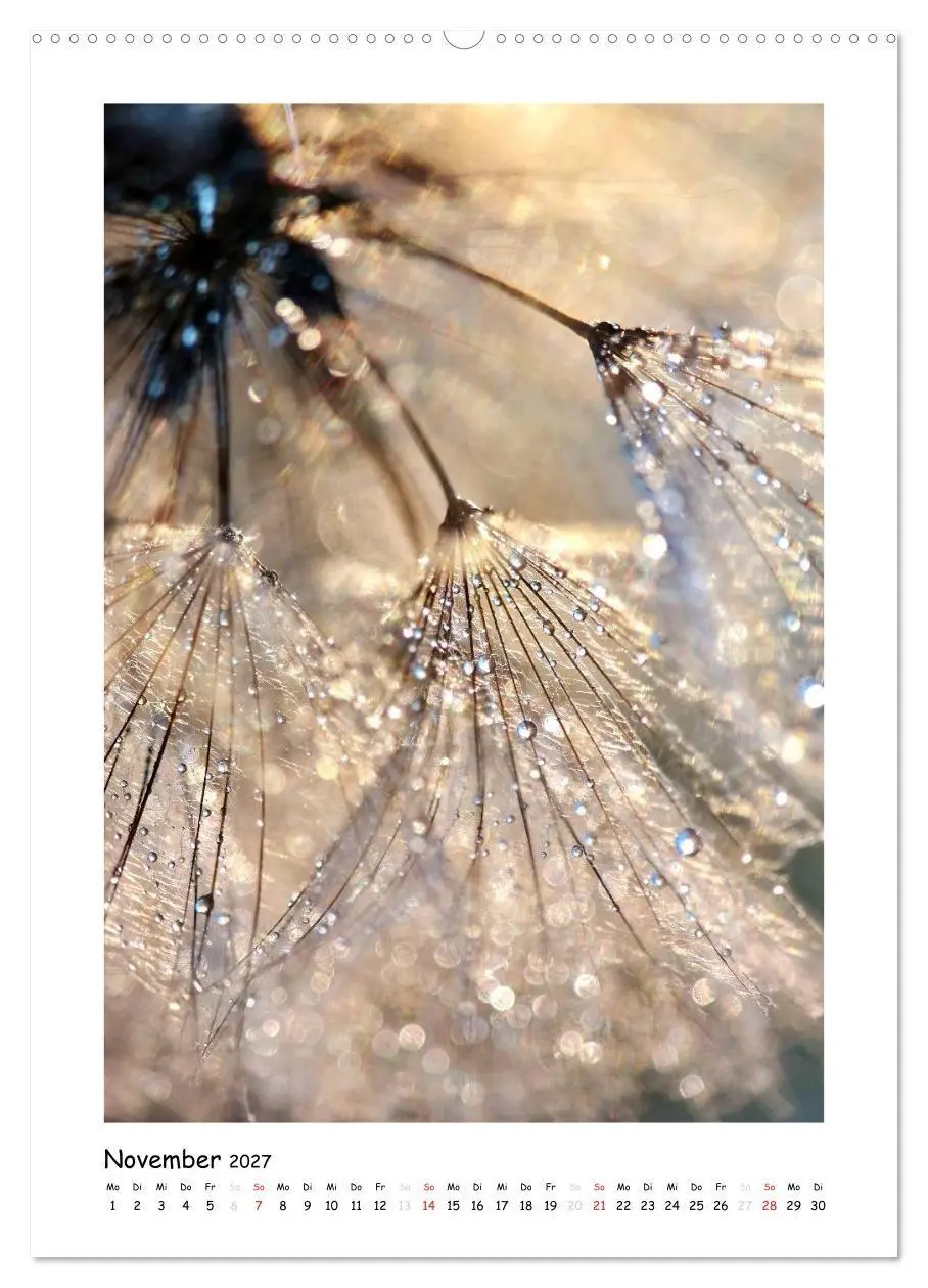 Bild: 9783594088050 | Die Pusteblume neu erleben (Wandkalender 2027 DIN A2 hoch),...
