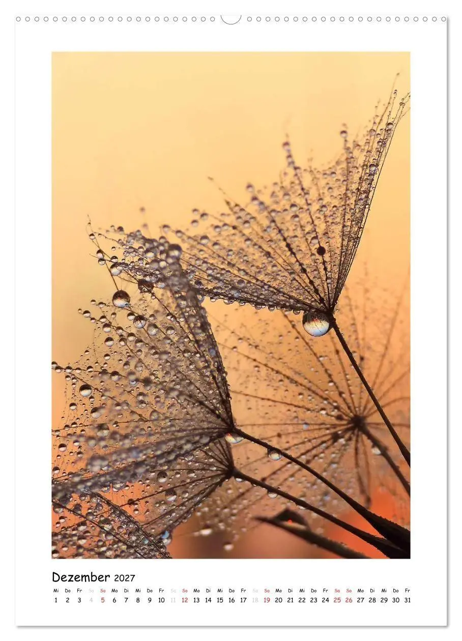 Bild: 9783594088050 | Die Pusteblume neu erleben (Wandkalender 2027 DIN A2 hoch),...