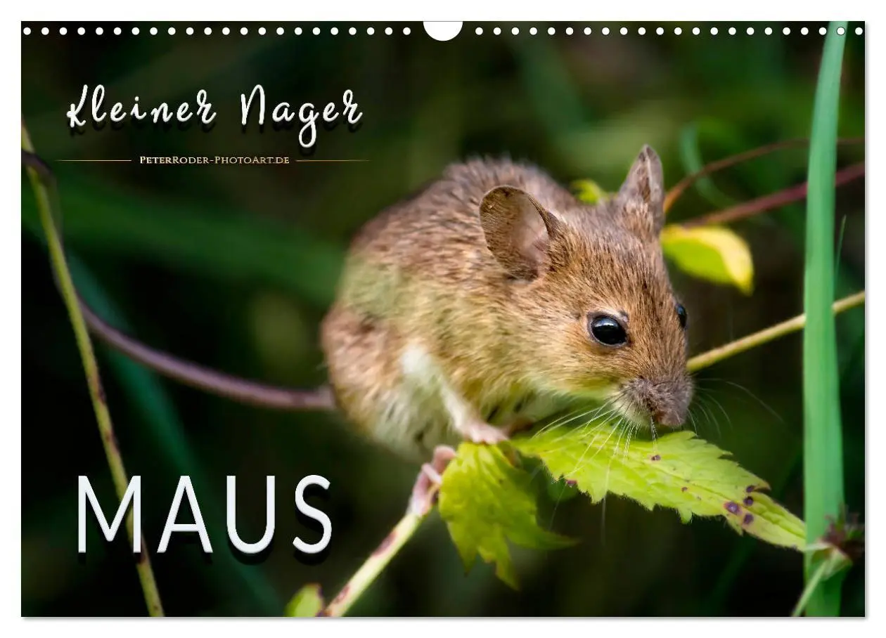 Cover: 9783457838150 | Kleiner Nager - Maus (Wandkalender 2026 DIN A3 quer), CALVENDO...