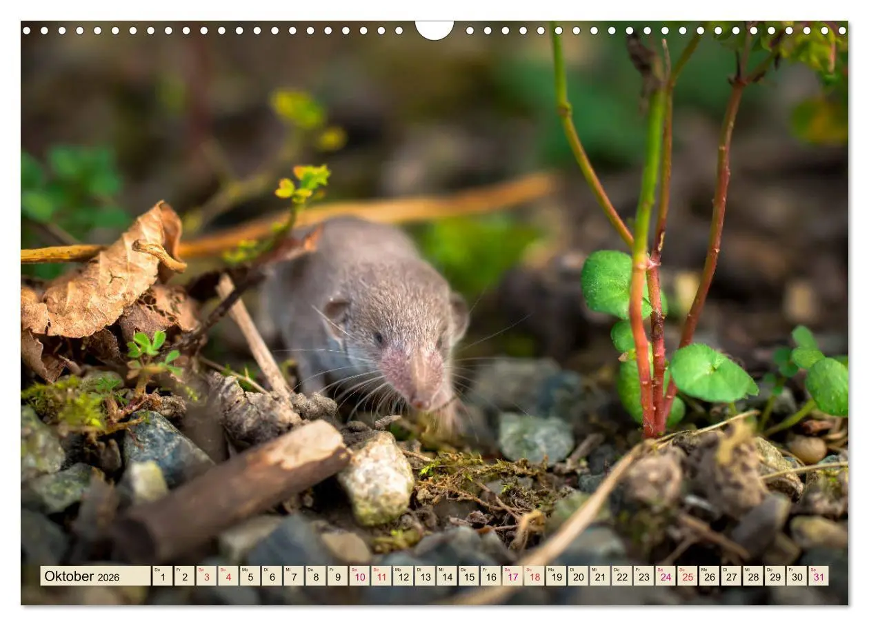 Bild: 9783457838150 | Kleiner Nager - Maus (Wandkalender 2026 DIN A3 quer), CALVENDO...