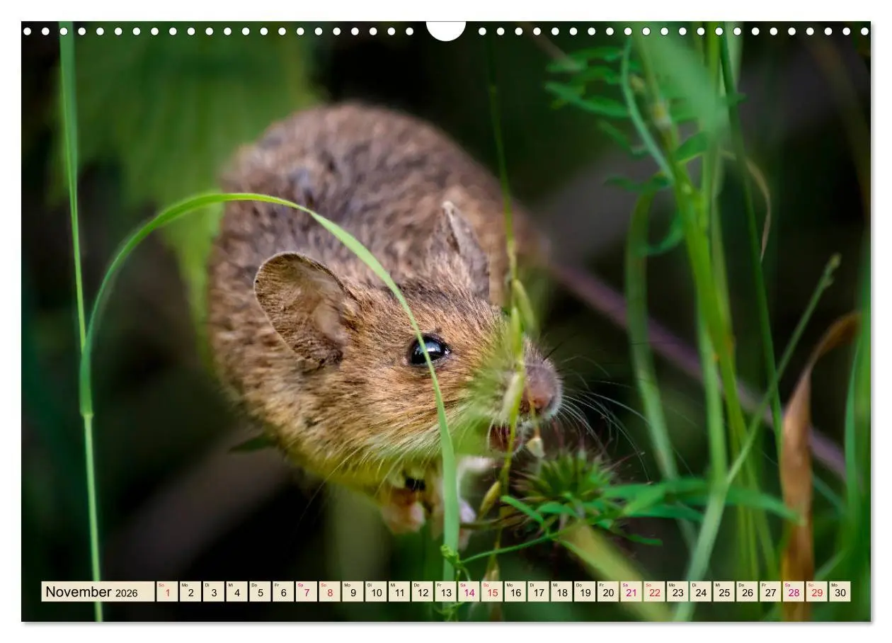 Bild: 9783457838150 | Kleiner Nager - Maus (Wandkalender 2026 DIN A3 quer), CALVENDO...