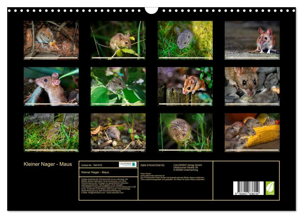 Bild: 9783457838150 | Kleiner Nager - Maus (Wandkalender 2026 DIN A3 quer), CALVENDO...