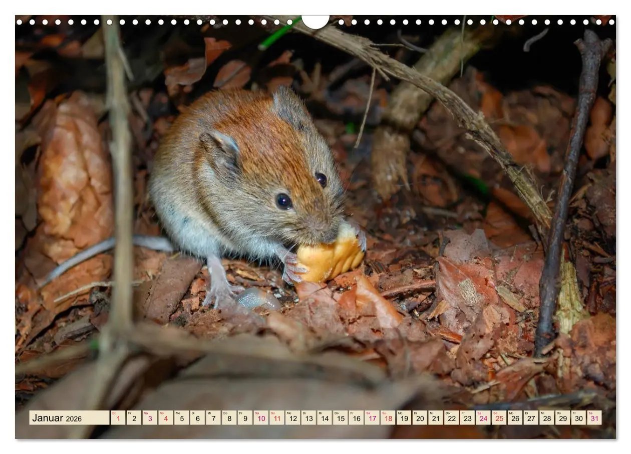 Bild: 9783457838150 | Kleiner Nager - Maus (Wandkalender 2026 DIN A3 quer), CALVENDO...