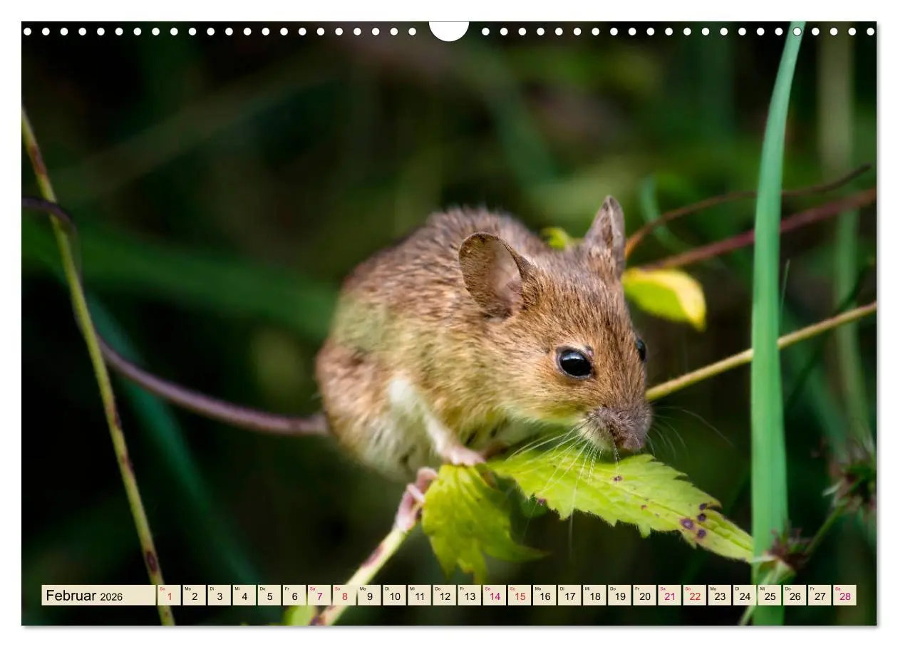 Bild: 9783457838150 | Kleiner Nager - Maus (Wandkalender 2026 DIN A3 quer), CALVENDO...