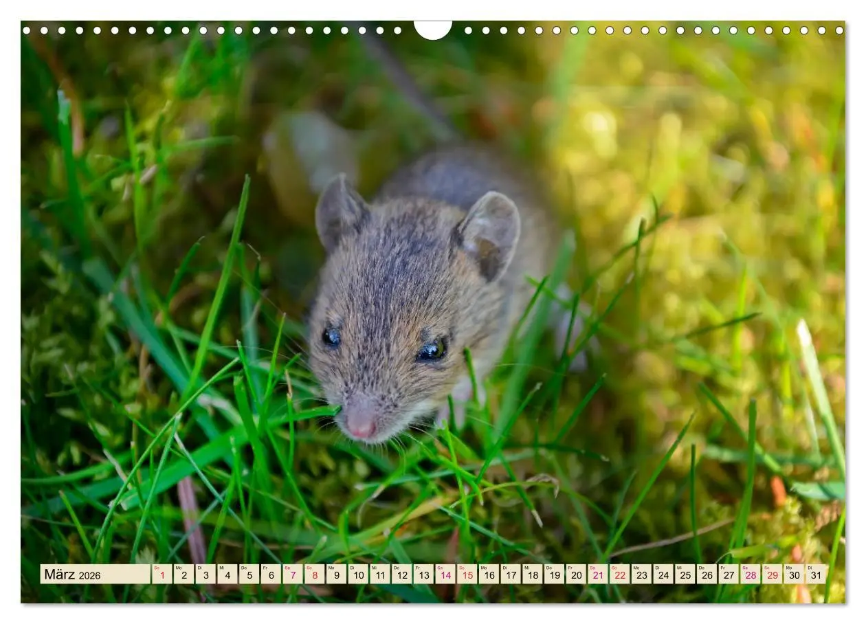 Bild: 9783457838150 | Kleiner Nager - Maus (Wandkalender 2026 DIN A3 quer), CALVENDO...