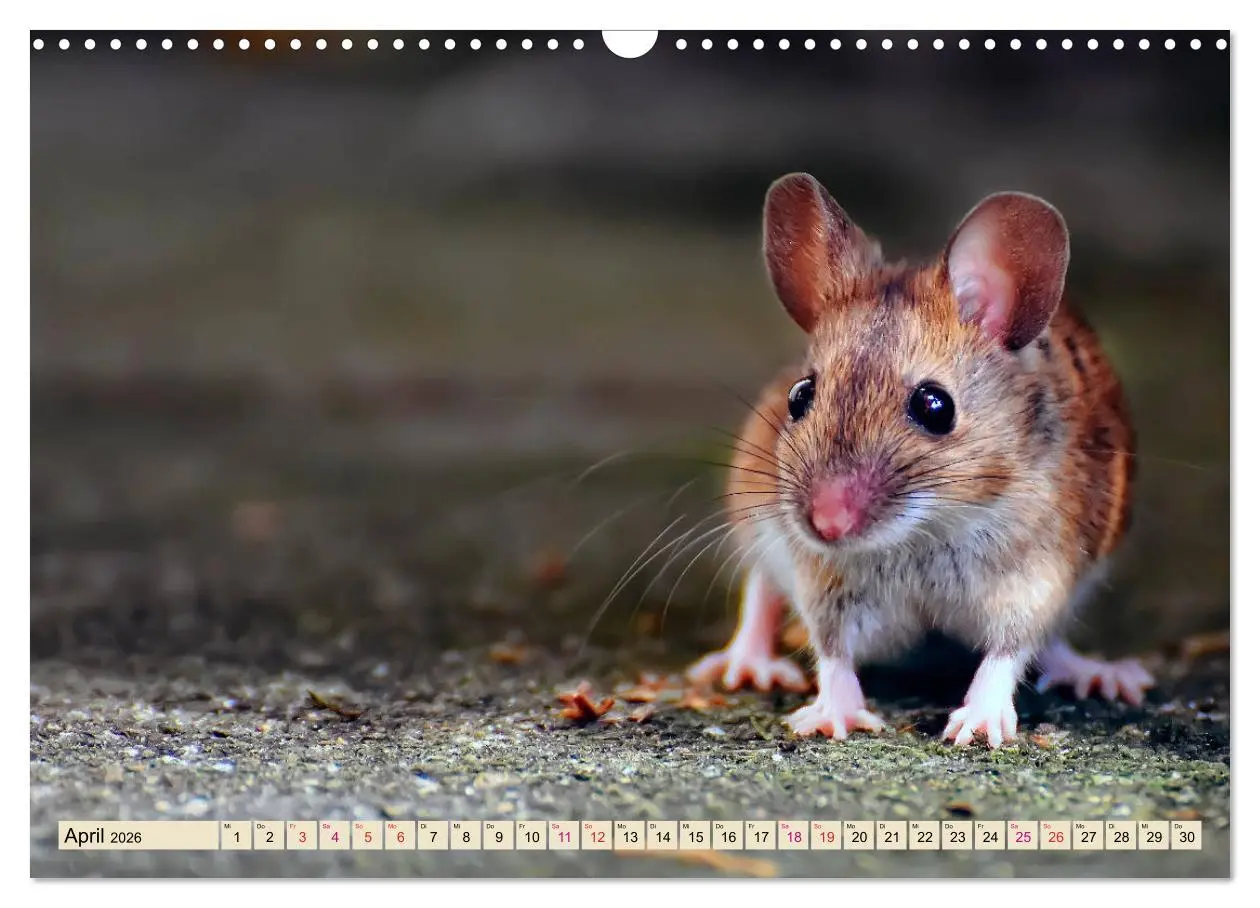 Bild: 9783457838150 | Kleiner Nager - Maus (Wandkalender 2026 DIN A3 quer), CALVENDO...
