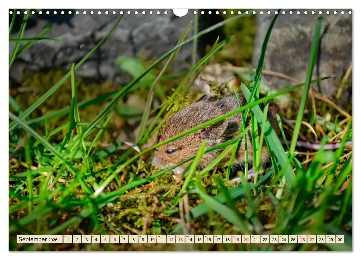 Bild: 9783457838150 | Kleiner Nager - Maus (Wandkalender 2026 DIN A3 quer), CALVENDO...