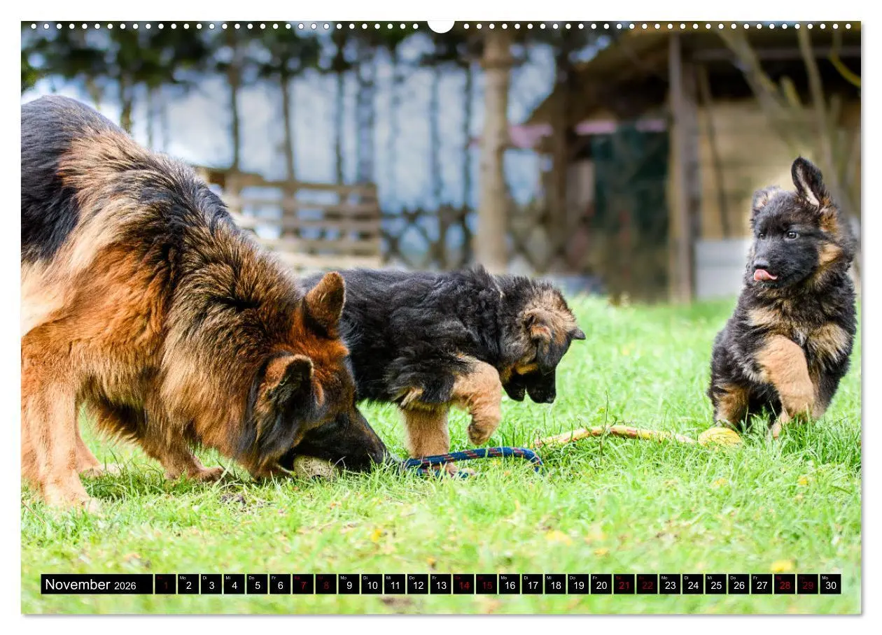 Bild: 9783457518250 | Langstockhaar - Schäferhund - Babys (hochwertiger Premium...