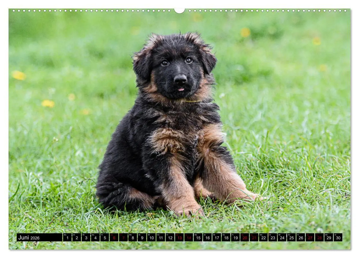Bild: 9783457518250 | Langstockhaar - Schäferhund - Babys (hochwertiger Premium...
