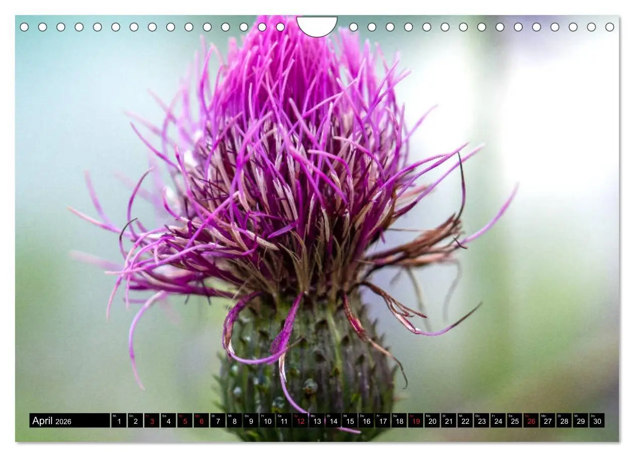 Bild: 9783457678350 | Wanderparadies Montafon (Wandkalender 2026 DIN A4 quer), CALVENDO...