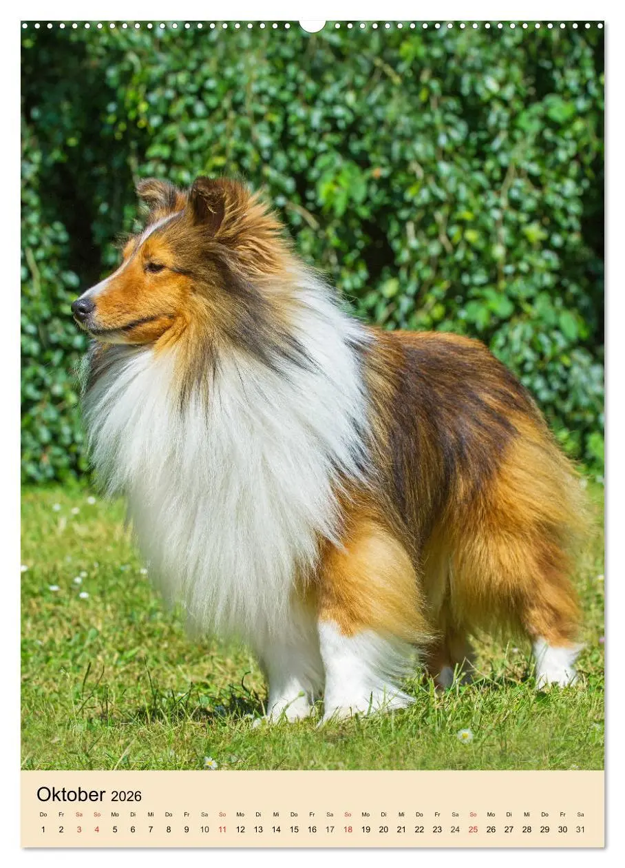 Bild: 9783516388350 | Sheltie - Wirbelwind auf 4 Pfoten (Wandkalender 2026 DIN A2 hoch),...