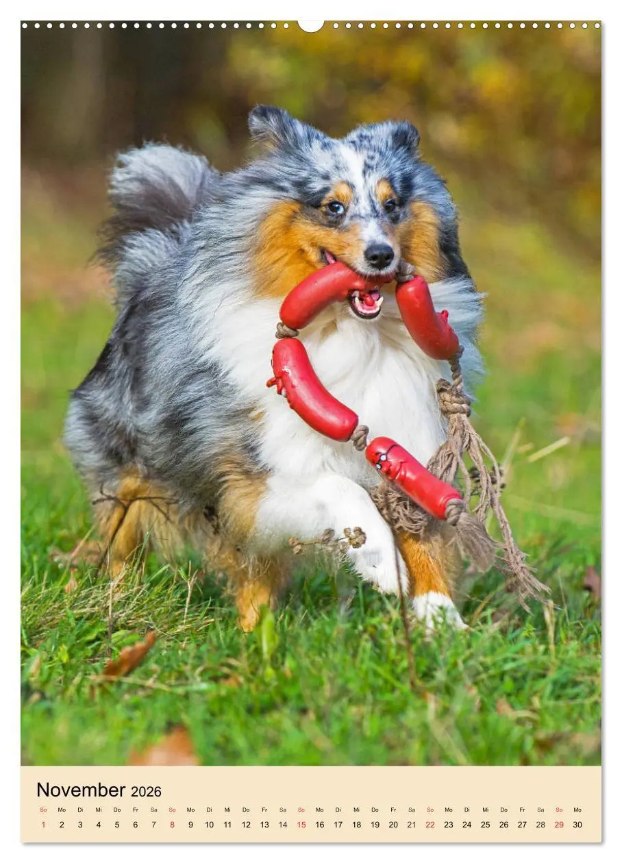Bild: 9783516388350 | Sheltie - Wirbelwind auf 4 Pfoten (Wandkalender 2026 DIN A2 hoch),...