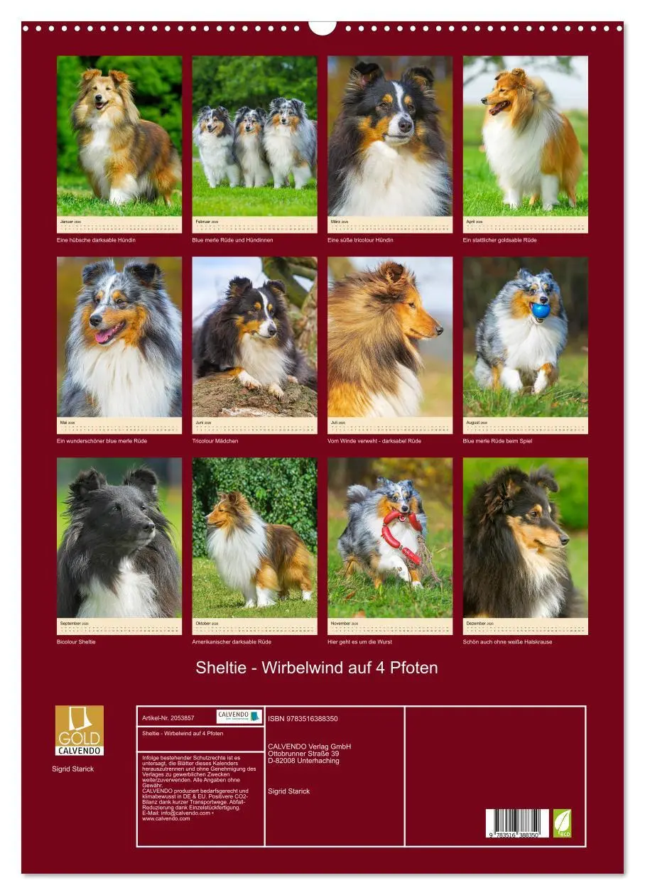 Bild: 9783516388350 | Sheltie - Wirbelwind auf 4 Pfoten (Wandkalender 2026 DIN A2 hoch),...