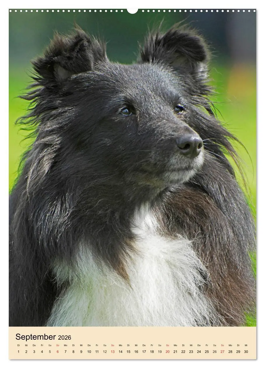 Bild: 9783516388350 | Sheltie - Wirbelwind auf 4 Pfoten (Wandkalender 2026 DIN A2 hoch),...