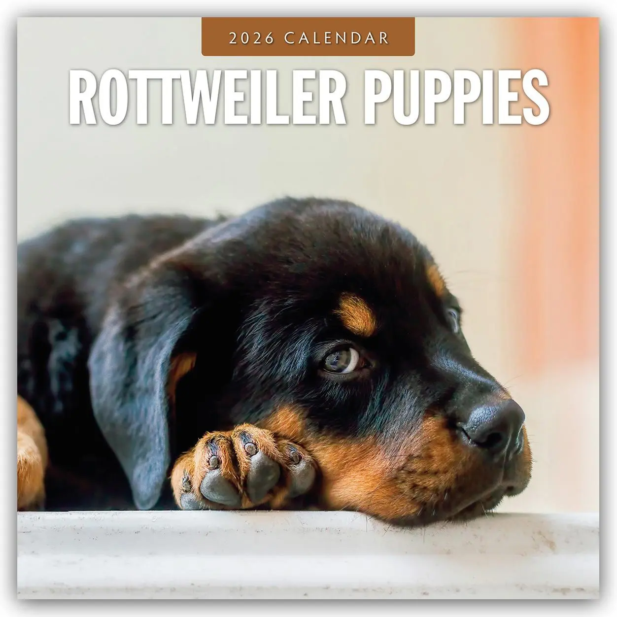 Cover: 9781804428450 | Rottweiler Puppies - Rottweiler Welpen 2026 - 16-Monatskalender | Red