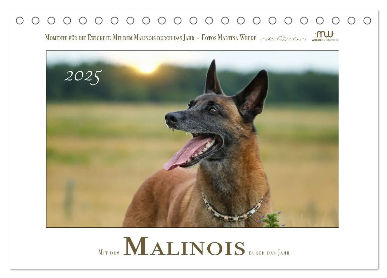 Cover: 9783383798450 | Mit dem Malinois durch das Jahr (Tischkalender 2025 DIN A5 quer),...