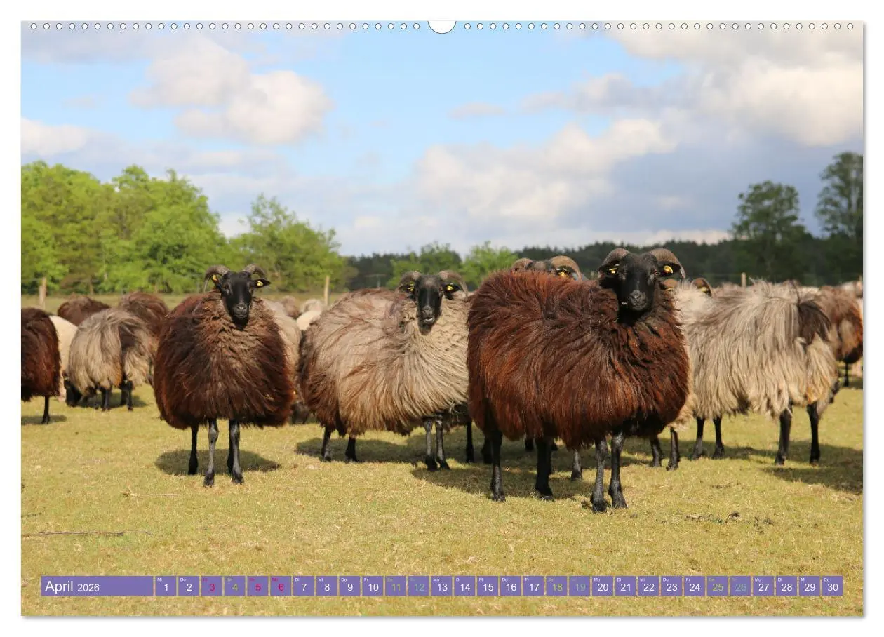 Bild: 9783457598450 | Die Farbenpracht der Lüneburger Heide (hochwertiger Premium...