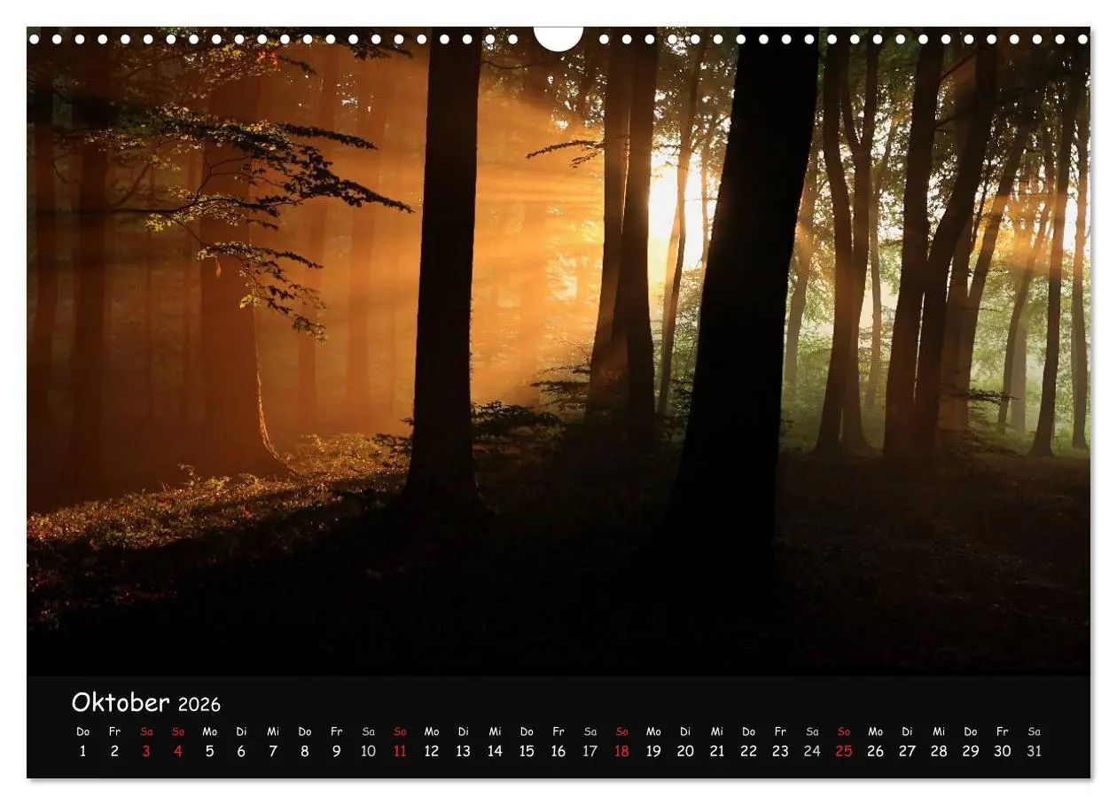 Bild: 9783516208450 | Lichter im Wald (Wandkalender 2026 DIN A3 quer), CALVENDO...