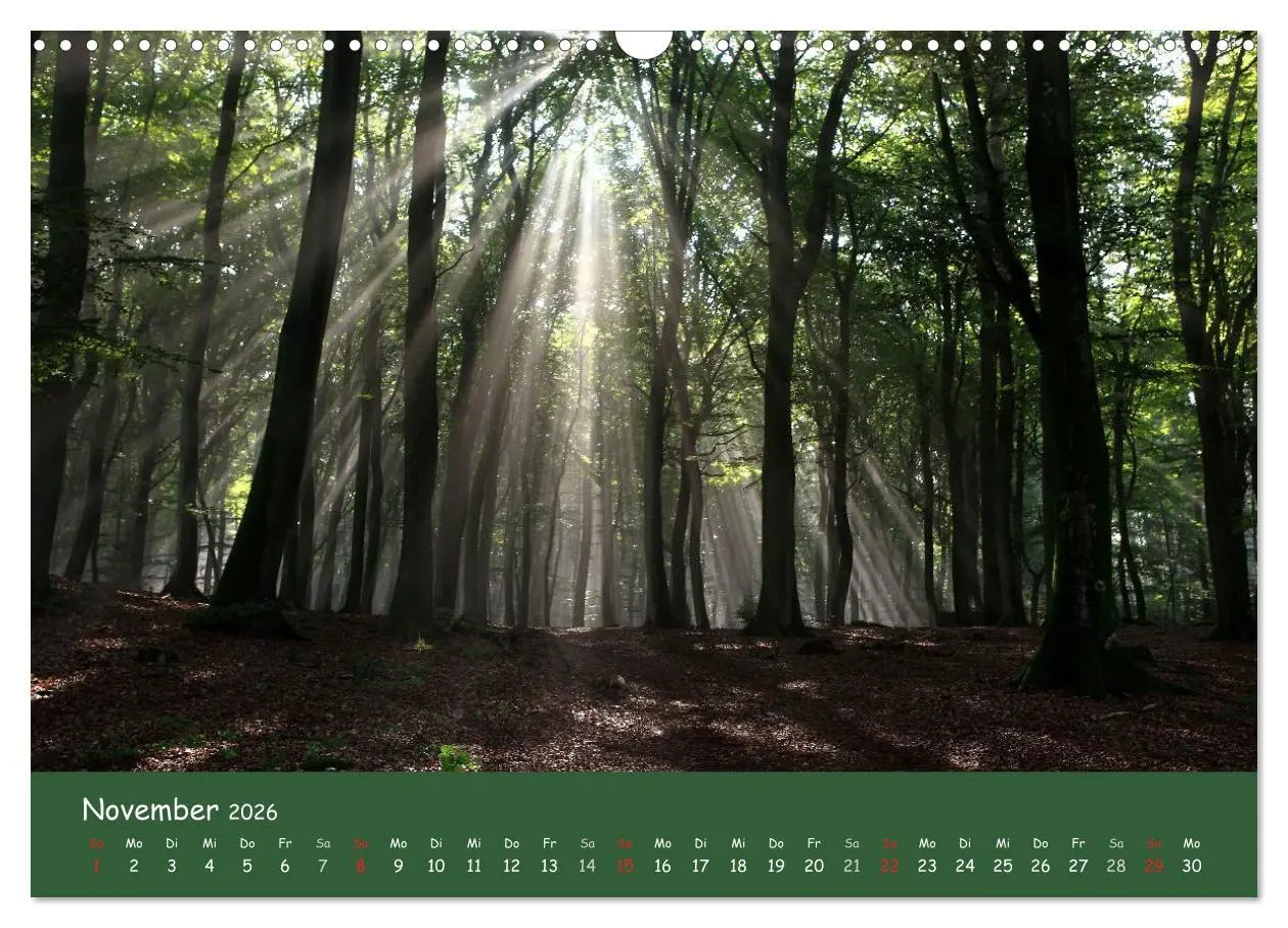 Bild: 9783516208450 | Lichter im Wald (Wandkalender 2026 DIN A3 quer), CALVENDO...
