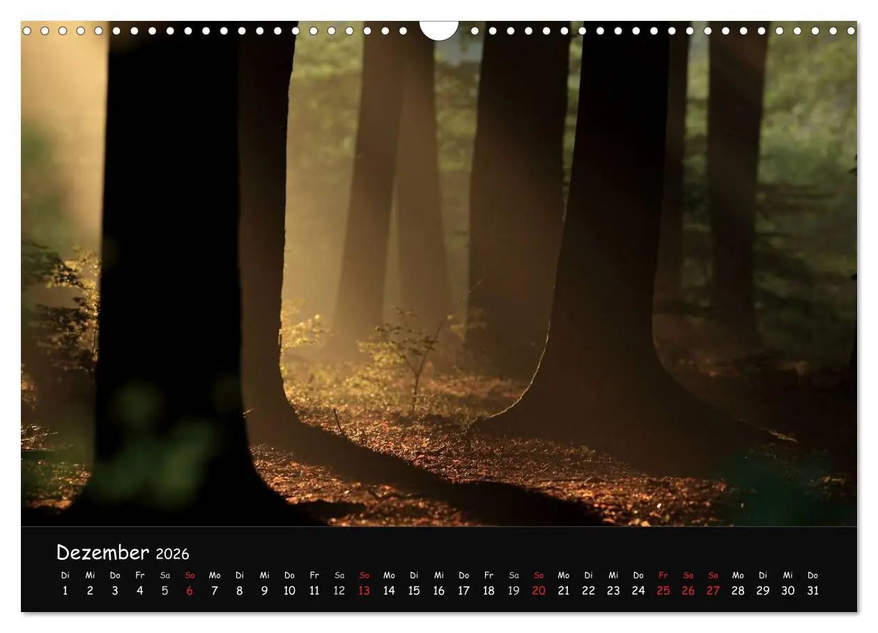 Bild: 9783516208450 | Lichter im Wald (Wandkalender 2026 DIN A3 quer), CALVENDO...